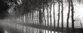 Tree Lined Canal Art Poster Print, 20x8