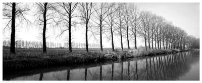 Trees Along the Canal - Anon | Art Print Poster