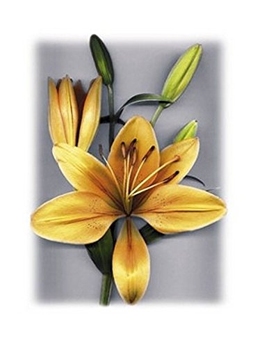 Yellow Lily by Bruce Brown - 31 1/2 x 23 1/2 inches - Fine Art Print / Poster