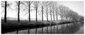 Trees Along the Canal - Anon | Art Print Poster