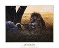 Serengeti Lion by Don Balke. Size 24.39 inches width by 18.34 inches height. Art Poster Print