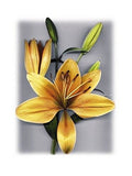 Yellow Lily by Bruce Brown - 19 3/4 x 15 3/4 inches - Fine Art Print / Poster