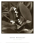 Lily of The Valley by Dana Buckley Art Print, 13 x 16 inches