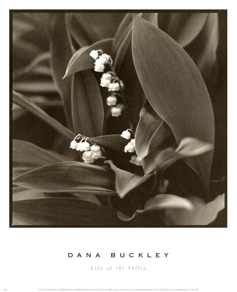 Lily of The Valley by Dana Buckley Art Print, 13 x 16 inches