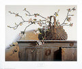 Apple Blossoms - Poster by Pauline Eble Campanelli (20 x 16)