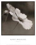 Cosmos I by Dana Buckley - 13x16 Inches - Art Print Poster