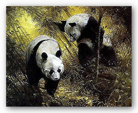 Panda Pair by Spencer Hodge 16"x20" Art Print Poster