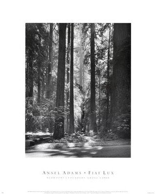 Redwoods, Founders Grove - Poster by Ansel Adams (16 x 20)