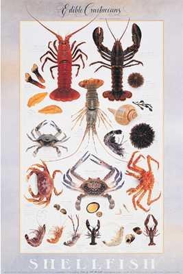 Edible Crustaceans by Bill Marinelli - 36 x 24 inches - Fine Art Print / Poster