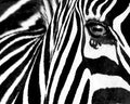 Black & White II - Poster by Rocco Sette (19 3/4x15 3/4)