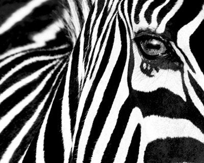 Black & White II - Poster by Rocco Sette (19 3/4x15 3/4)
