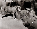 (22x28) Golf Buddies Dog and Young Golfer Photo Art Print Poster by Poster Revolution