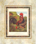Brown Leghorns by J.W. Ludlow (Cassell's Poultry Book) 14"x17" Art Print Poster