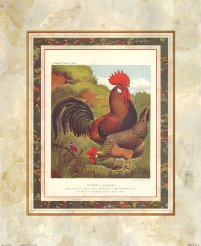 Brown Leghorns by J.W. Ludlow (Cassell's Poultry Book) 14"x17" Art Print Poster