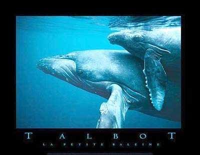 La Petite Baleine by Bob Talbot - 24 x 32 inches - Fine Art Print / Poster