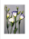 Blue Lizzianthus - Poster by Bruce Brown (23 1/2X31 1/2)