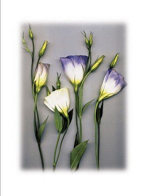 Blue Lizzianthus - Poster by Bruce Brown (23 1/2X31 1/2)