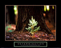 (22x28) Determination (Little Pine Tree) Motivational Poster Print