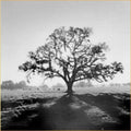 Ansel Adams Fiat Lux Collection 1964 Original Photographs