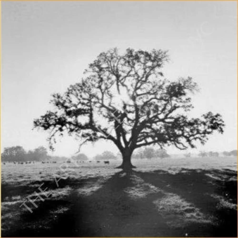 Ansel Adams Fiat Lux Collection 1964 Original Photographs