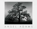 artworkforless.com Oak Tree Sunset by Ansel Adams - 24 x 30 inches - Fine Art Print/Poster