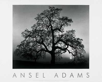 artworkforless.com Oak Tree Sunset by Ansel Adams - 24 x 30 inches - Fine Art Print/Poster