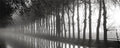 Anonymous Tree Lined Canal 20 x 8 Poster Print