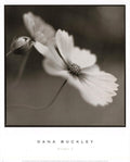 Cosmos I by Dana Buckley Art Print, 13 x 16 inches