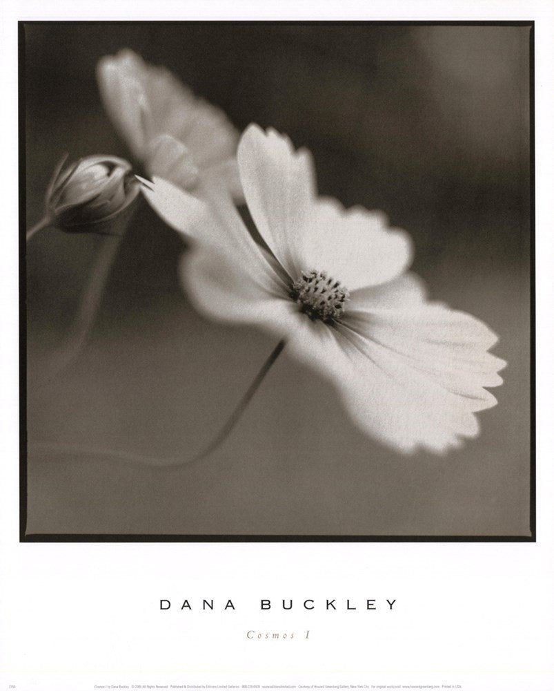 Cosmos I by Dana Buckley Art Print, 13 x 16 inches