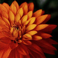 Orange Dahlia by June Hunter 20"x20" Art Print Poster