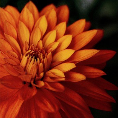 Orange Dahlia by June Hunter 20"x20" Art Print Poster