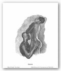 Passion (Mini) - Poster by William Reynolds (8 x 10)