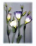 Blue Lizzianthus - Poster by Bruce Brown (15 3/4 x 19 3/4)
