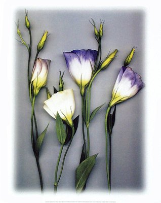 Blue Lizzianthus - Poster by Bruce Brown (15 3/4 x 19 3/4)