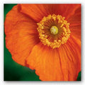 Orange Poppy by June Hunter 20"x20" Art Print Poster