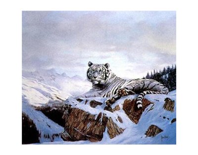 Siberian Tiger - Poster by Spencer Hodge (36 x 24)