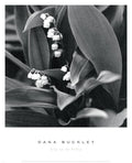 Lily of the Valley Art Print Art Poster Print by Dana Buckley, 13x16