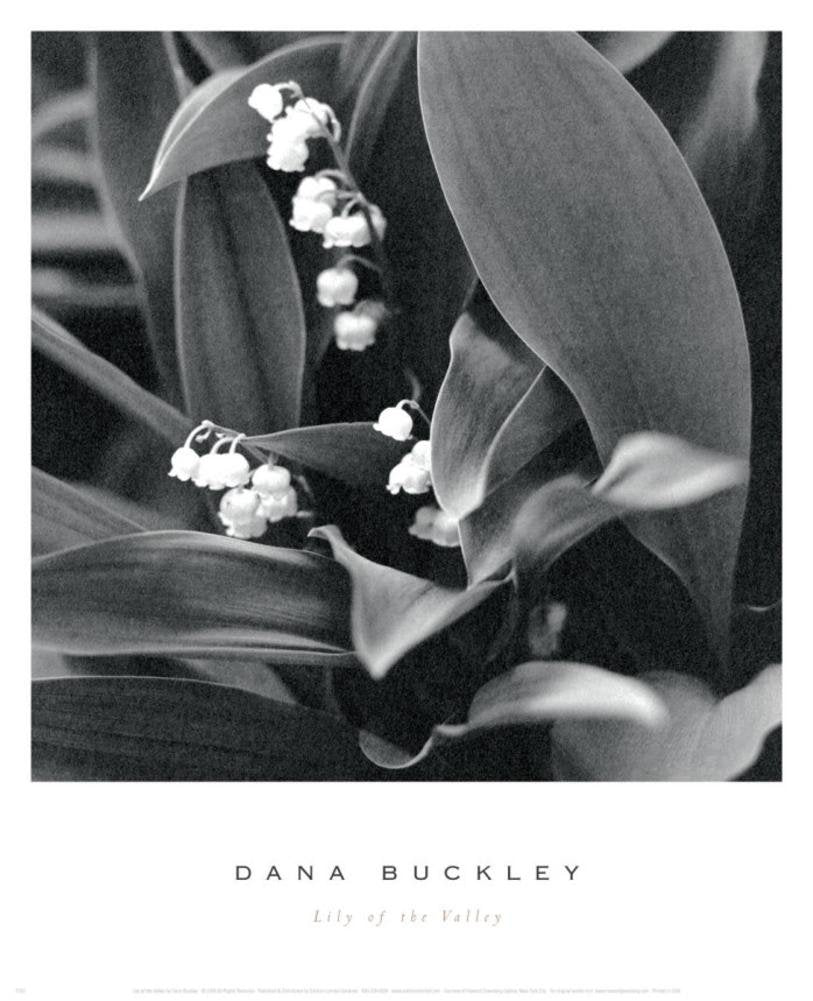 Lily of the Valley Art Print Art Poster Print by Dana Buckley, 13x16