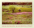 Bruce Teleky Pastura Rosa by Nick Zungoli 21.875"x16.125" Art Print Poster