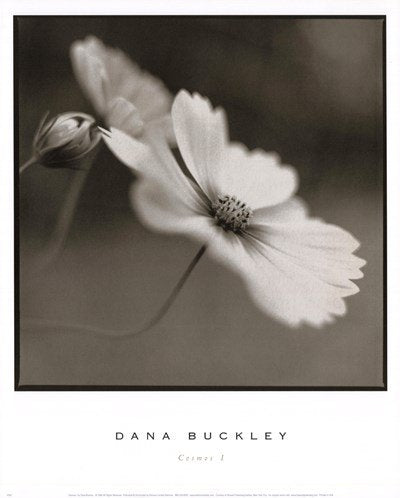 Cosmos I by Dana Buckley - 13x16 Inches - Art Print Poster