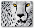 Bruce Teleky White Cheetah by Rocco Sette 15.75"x19.75" Art Print Poster
