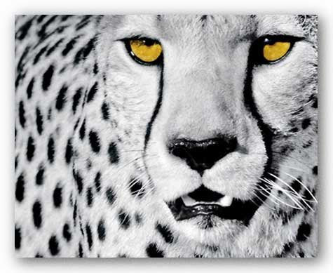 Bruce Teleky White Cheetah by Rocco Sette 15.75"x19.75" Art Print Poster